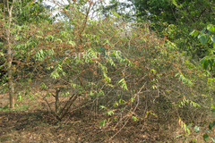 Woodfordia fruticosa